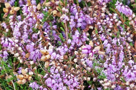 Les fleurs multiples de la lande..